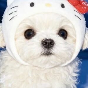 Meet your Posher, Aileen